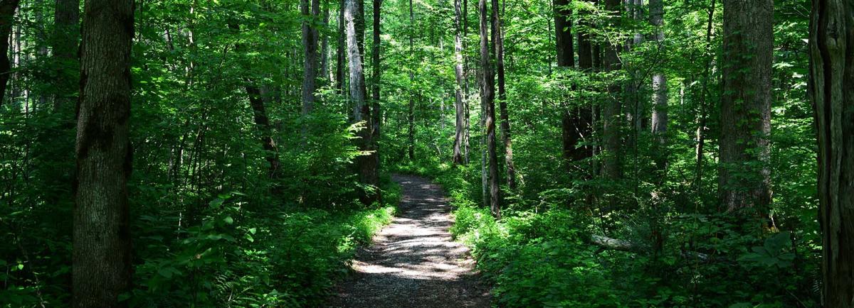 a path leading through a dense, green forest
