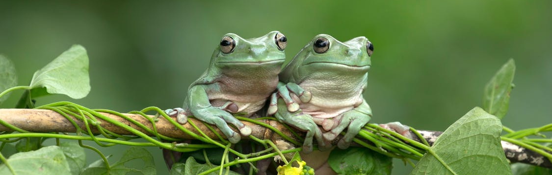 Two frogs on a tree branch
