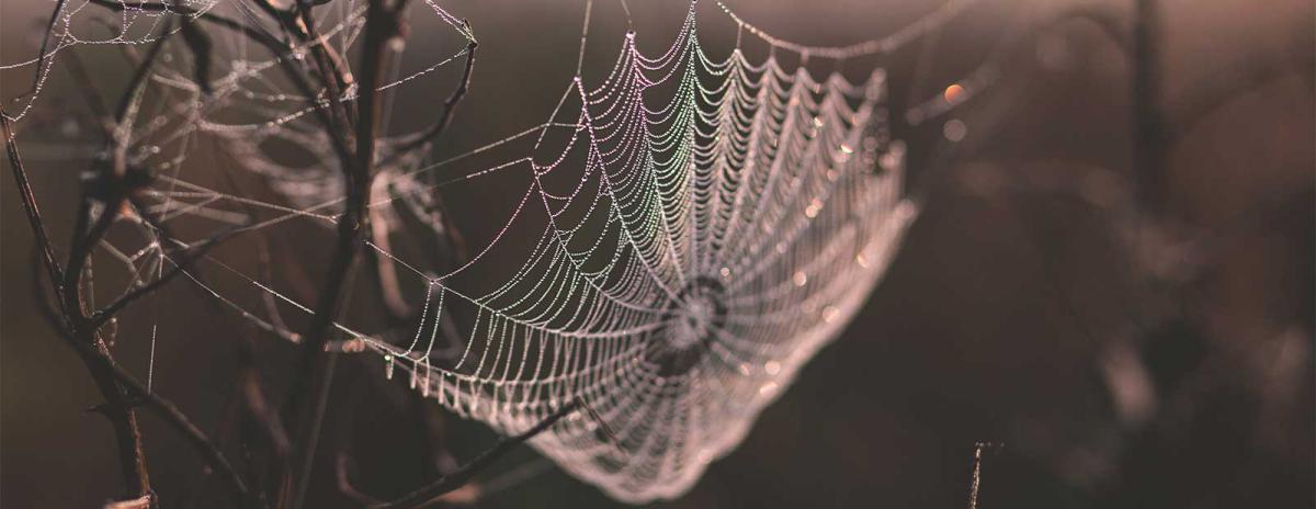 Spider web in a tree with no leaves