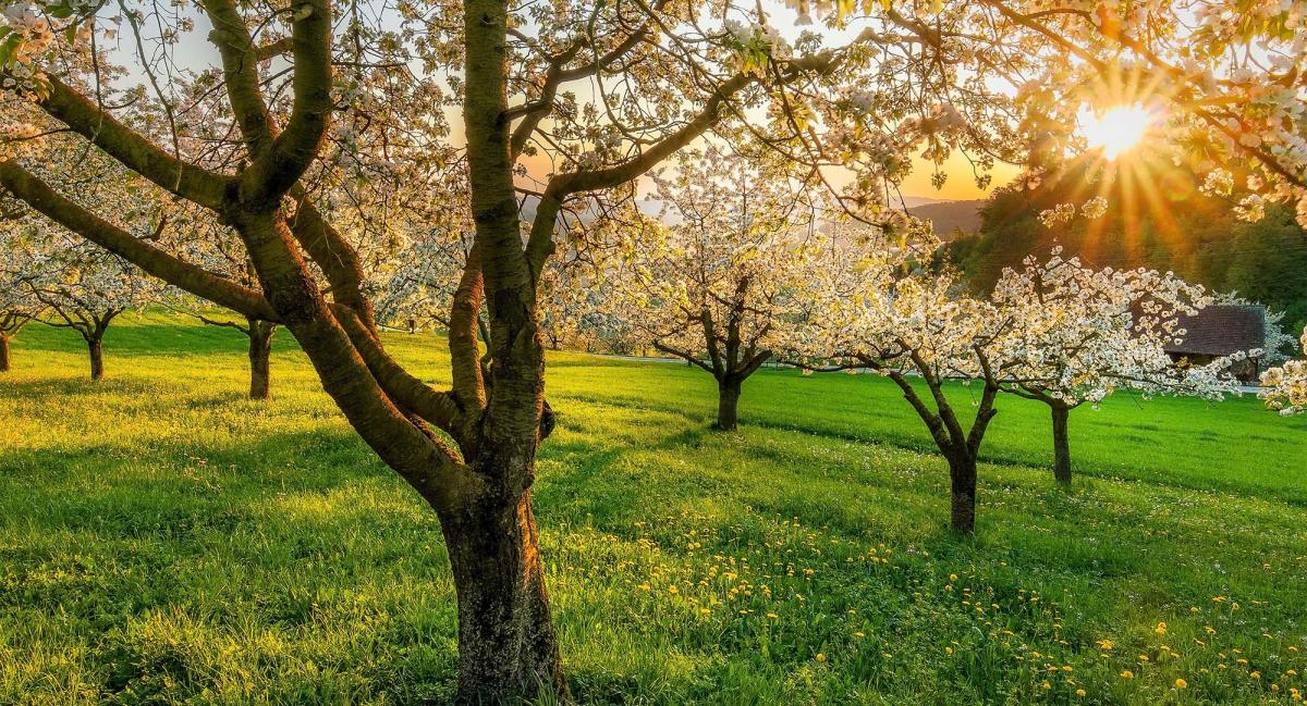 The sun shining through newly bloomed trees.