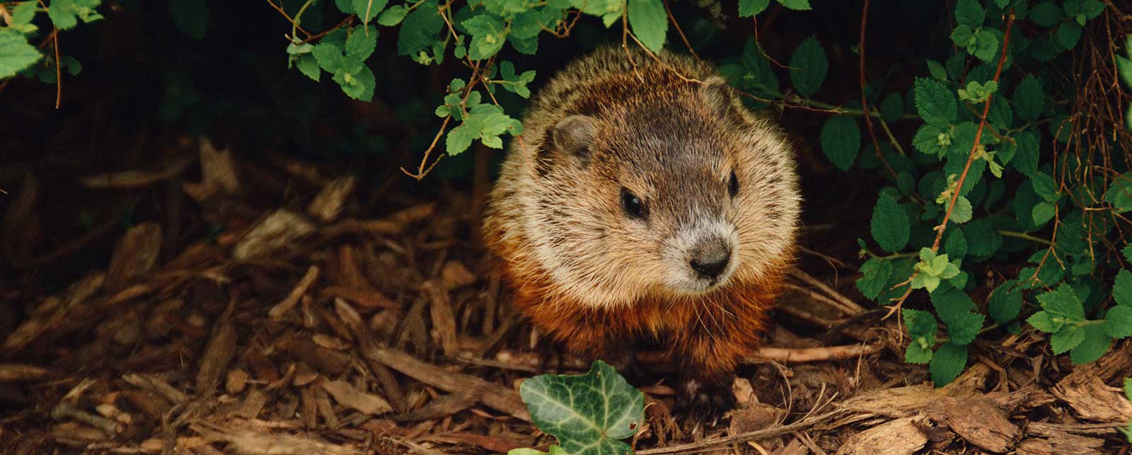 Photo of Groundhog