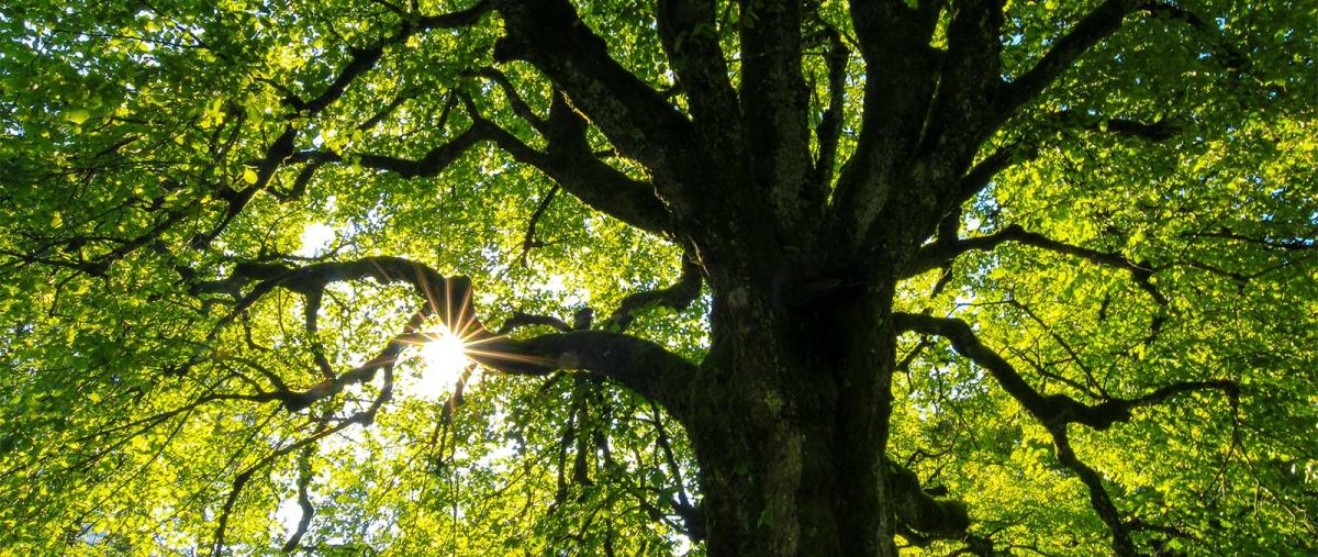 A tree in full green leaves
